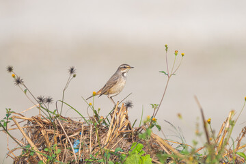 Bluethroat female in nature. The bluethroat (Luscinia svecica) is a small songbird now more generally considered an old-world flycatcher, Muscicapidae.