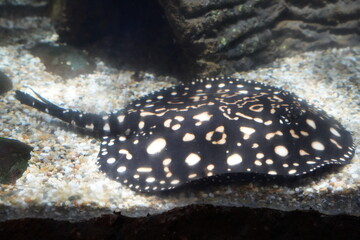 stingrays are fascinating, cartilaginous fish belonging to the subclass Elasmobranchii, which also includes sharks. 