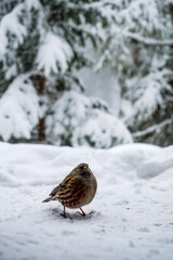 bird in the snow