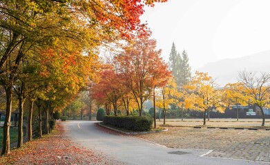 정읍시 내장사 경내의 빨갛게 물든 단풍 숲