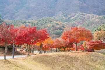 정읍시 내장사 경내의 빨갛게 물든 단풍 숲