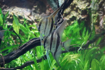 Pterophyllum altum, commonly known as the Altum angelfish or deep angelfish, is a species of...
