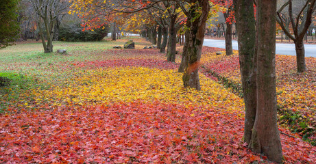 정읍시 내장사 경내의 빨갛게 물든 단풍 숲