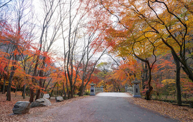 Fototapeta premium 정읍시 내장사 경내의 빨갛게 물든 단풍 숲