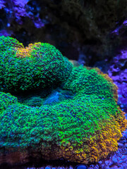 Reef coral