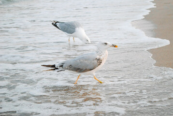 Seagull walks on beach in sand overcast day