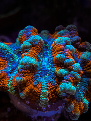Reef coral