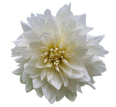 White dahlia flower isolated on a transparent background