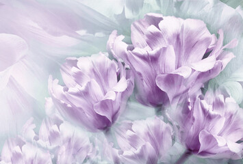 Tulips  purple  flowers  on white background.  Floral  spring  background.  Close-up. Nature.