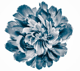 Flower  on   a  white   isolated background with clipping path. Closeup. For design. Nature.