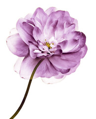 Purple  jasmine flower  isolated  on a  white  background.    Closeup.  Flower on stem.  For design. Nature.