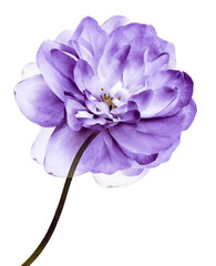 Purple  jasmine flower  isolated  on a white  background.    Closeup.  Flower on stem.  For design. Nature.