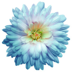 Fototapeta premium Blue chrysanthemum flower on a white isolated background with clipping path. Closeup. For design. Studio shot. Nature.
