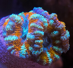 Coral reef