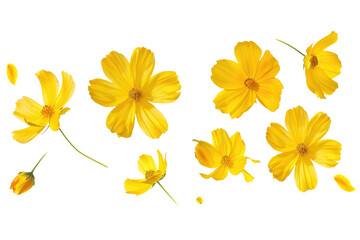 yellow flowers isolated on white or transparent png