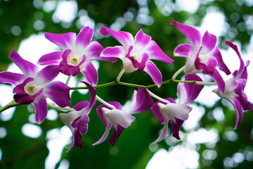 Larat orchid (Dendrobium bigibbum), native to Larat Island. The flowers are purple and neatly...