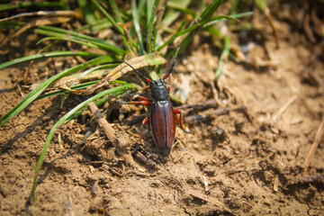Beetle bug Coleoptera, entomological world european longhorn beetle dorcadion in nature on ground