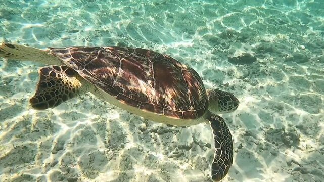 turtle swimming in the sea
