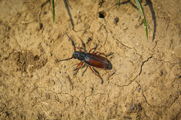 Beetle bug Coleoptera, entomological world european longhorn beetle dorcadion in nature on ground