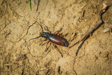 Beetle bug Coleoptera, entomological world european longhorn beetle dorcadion in nature on ground