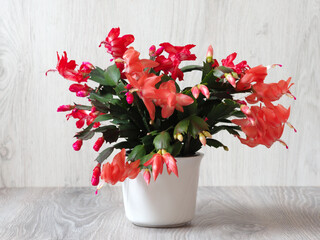 Weihnachtskaktus im &Uuml;bertopf in voller Bl&uuml;te	
