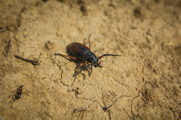 Beetle bug Coleoptera, entomological world european longhorn beetle dorcadion in nature on ground