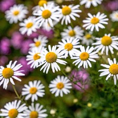 Fototapeta premium Close-up shot of a wildflower bouquet, with a cluster of daisies in sharp focus and the surrounding flowers softly fading, showcasing the natural beauty of the wildflowers