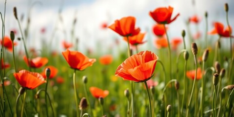 Obraz premium The delicate petals of red poppies unfold like tiny cups in the warm summer breeze as the surrounding meadow comes alive with color, field of flowers, sunny day, red poppies