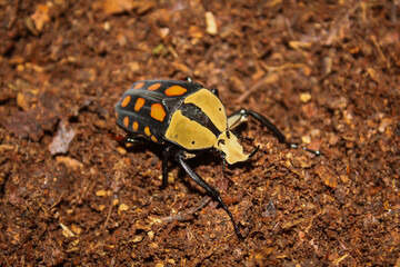closeup male fruit flower chafer cetoniinae scarab beetle amaurodes 