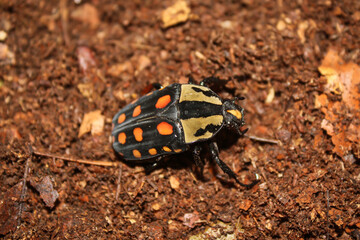 closeup female fruit flower chafer cetoniinae scarab beetle amaurodes 