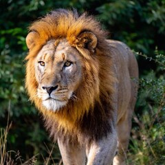 Obraz premium A macro photo of a lion prowling through the dense underbrush, deep focus on its intense gaze and the fine details of its powerful limbs, high-angle shot highlighting the strength and agility of its f