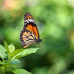 Naklejka premium A macro photo of a butterfly in mid-flight, soft focus rendering the background into a soft, colorful blur, low angle shot capturing the upward motion and the fine details of its underwings and body
