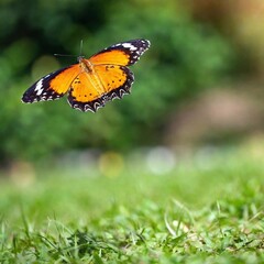 Obraz premium A macro photo of a butterfly in mid-flight, soft focus rendering the background into a soft, colorful blur, low angle shot capturing the upward motion and the fine details of its underwings and body
