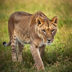 Obraz premium A macro photo of a lioness stalking through tall grass, deep focus on the tension in its muscles and its focused eyes, high-angle shot capturing its full body in mid-step, demonstrating the grace and 