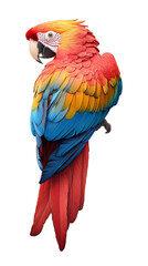Obraz premium Vibrant macaw perched with colorful feathers on transparent background