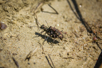 Beetle bug Coleoptera, entomological world european carabid tiger beetle cicindela in nature on ground mating