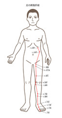 鍼灸の経穴、足の厥陰肝経、ツボのイラスト