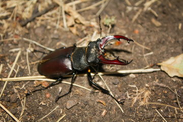 Beetle bug Coleoptera, entomological world european stag beetle Lucanus cervus male on ground