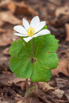 A Bloodroot Flower Blooms in Leaf Litter