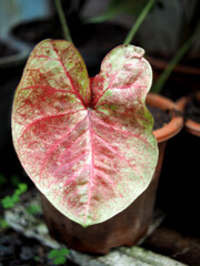 caladium bicolor and colorfull plant colocasia variegated leaf in pot house garden