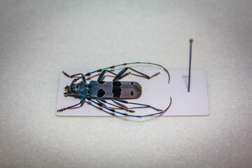 Beetle bug Coleoptera on pin, entomological collection european alpine longhorn beetle rosalia alpina