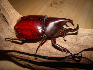 closeup male rhinoceros beetle beetle xylotrupes