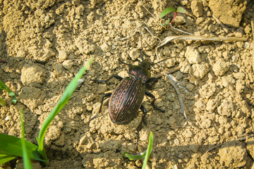 Beetle bug Coleoptera, entomological world european carabid beetle carabus ulrichii in nature on...
