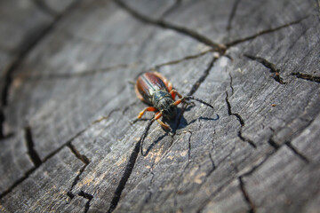 Beetle bug Coleoptera, entomological world european longhorn beetle dorcadion in nature on log
