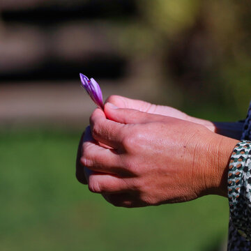 H&auml;nde halten behutsam eine violette Krokusbl&uuml;te w&auml;hrend der Ernte von Altenburger Safran, Altenburg, Landkreis Altenburger Land, Th&uuml;ringen, Deutschland, Germany, Handarbeit, kostbares Gew&uuml;rz