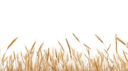 Fototapeta premium Horizontal arrangement of golden wheat ears against a clean white background, showcasing clear details and texture in full depth of field.