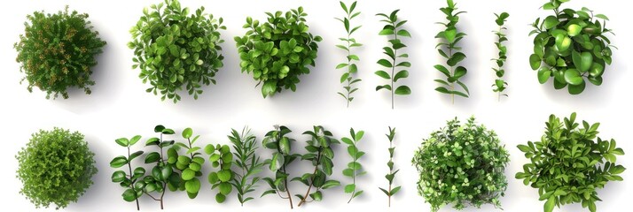 Collection of Green Shrubs and Branches on White Background