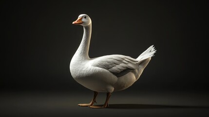 Obraz premium Lifelong domestic goose elegantly posed with a pristine white body and contrasting gray feathers, set against a dramatic dark background.