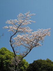 桜2