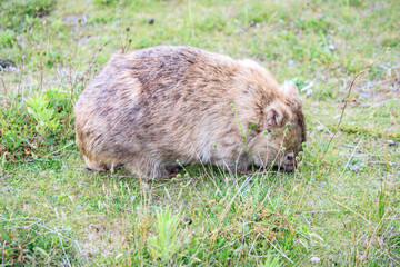 Wombat Grazing Peacefully in Natural Habitat, Wilsons Prom, Australia